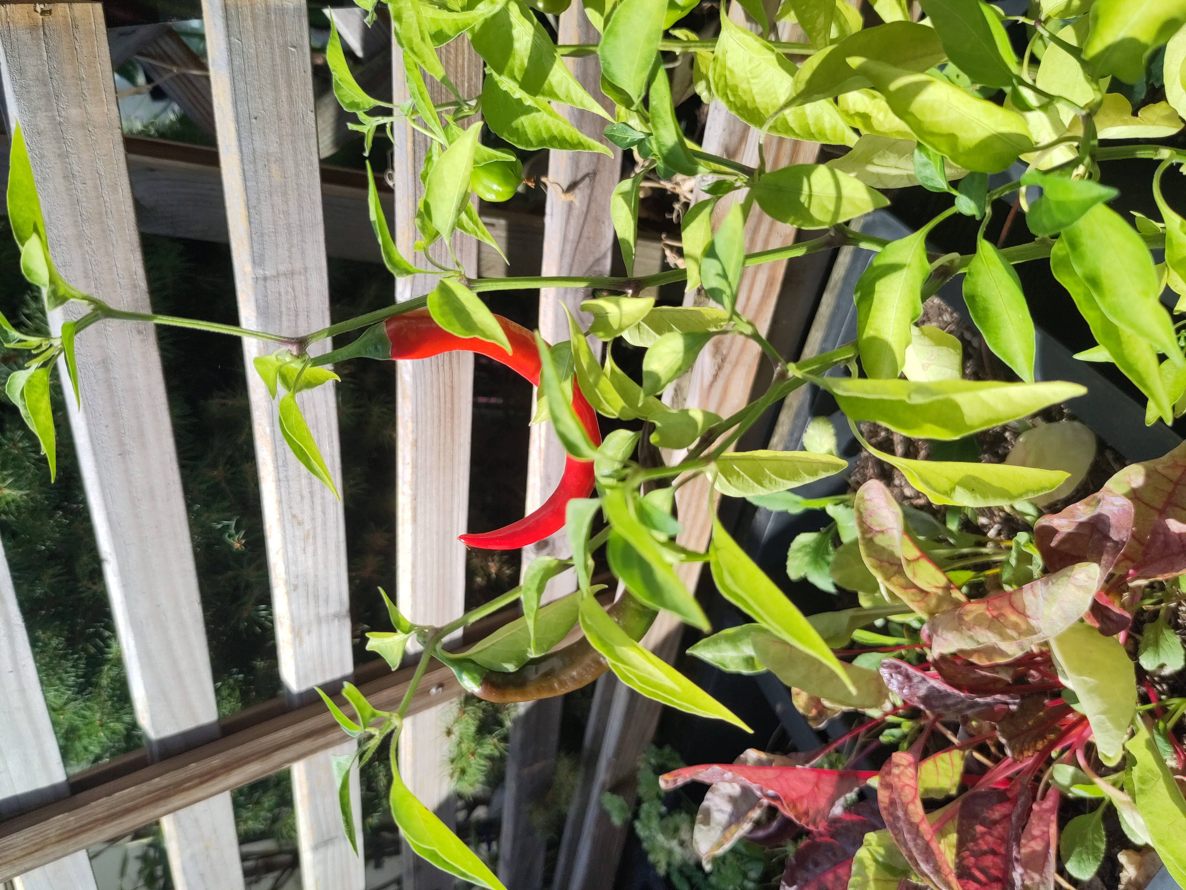 My chili plant with a few red hot chilli peppers.