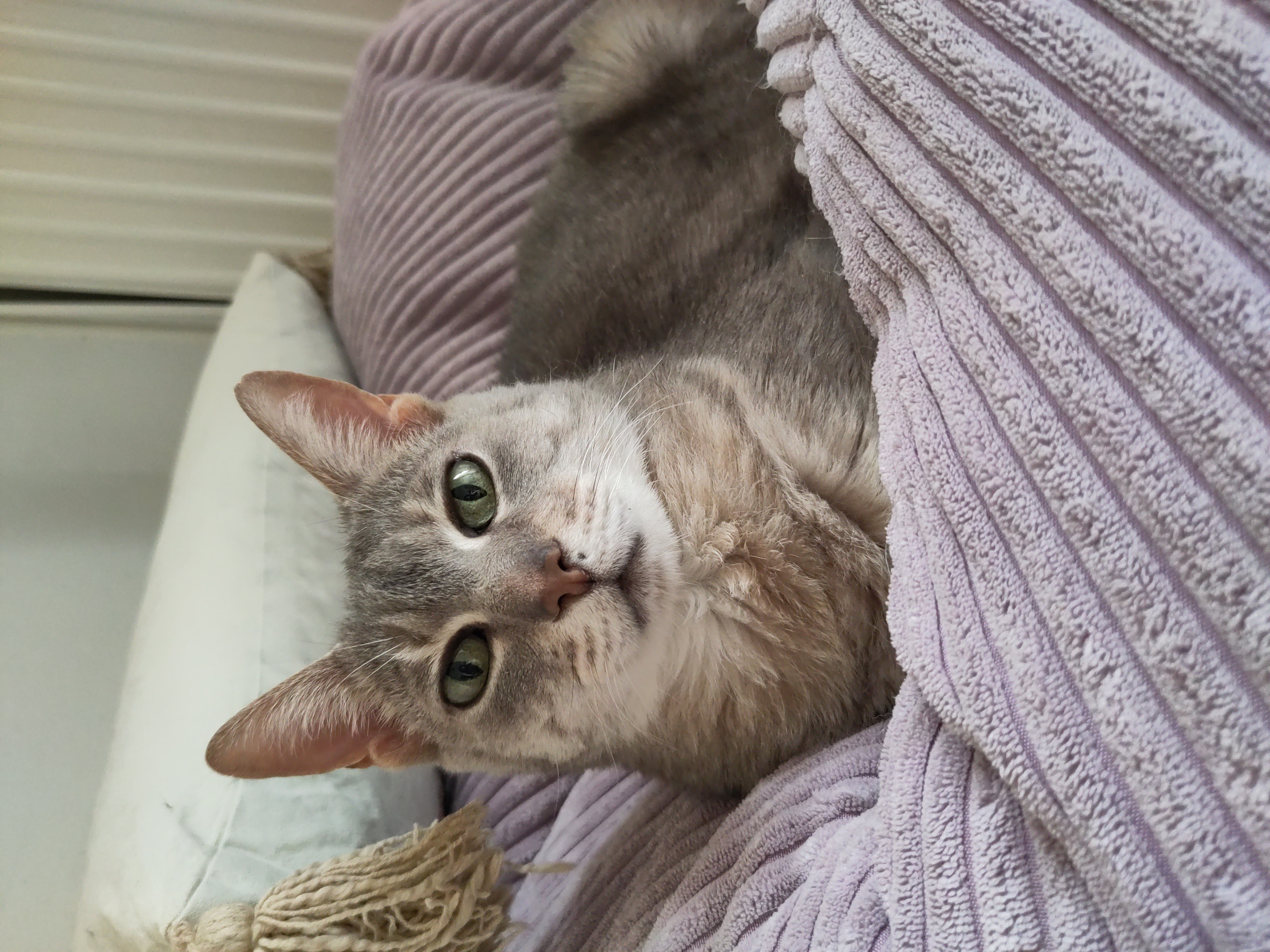 Flora, one of my cats, on the lilac bean bag.